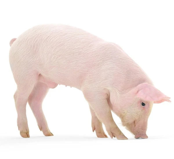 Whole Frozen Pork / Frozen Pork Suckling / Frozen Pig Suckling