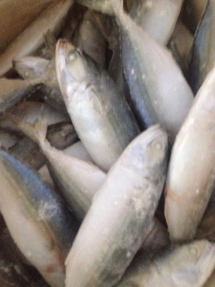 INDIAN MACKEREL FOR SALE