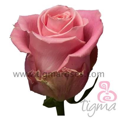 Эквадор Роза HERMOSA натуральные свежие цветы длинные стебли резные розы для оптовой продажи и свадьбы от Tigma