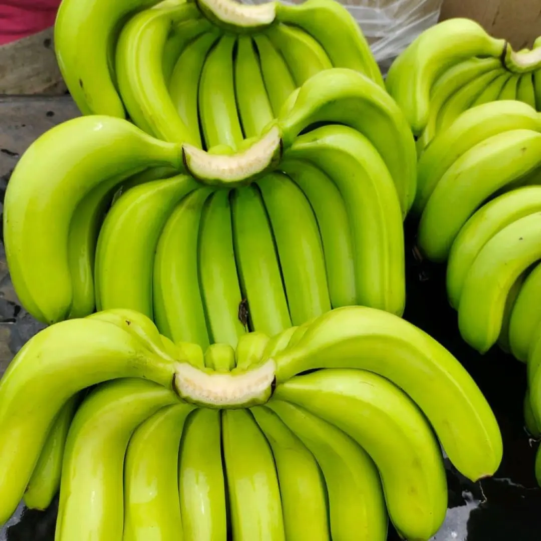 Good price product quality fresh banana for