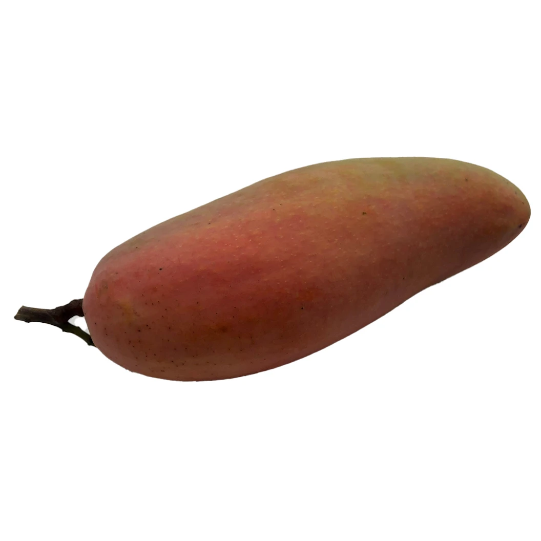 Competitive Price High Quality Imported Grade Fresh Mangos Fruit Box Packing Top Selecting from Thailand Mahachanok Mangoes