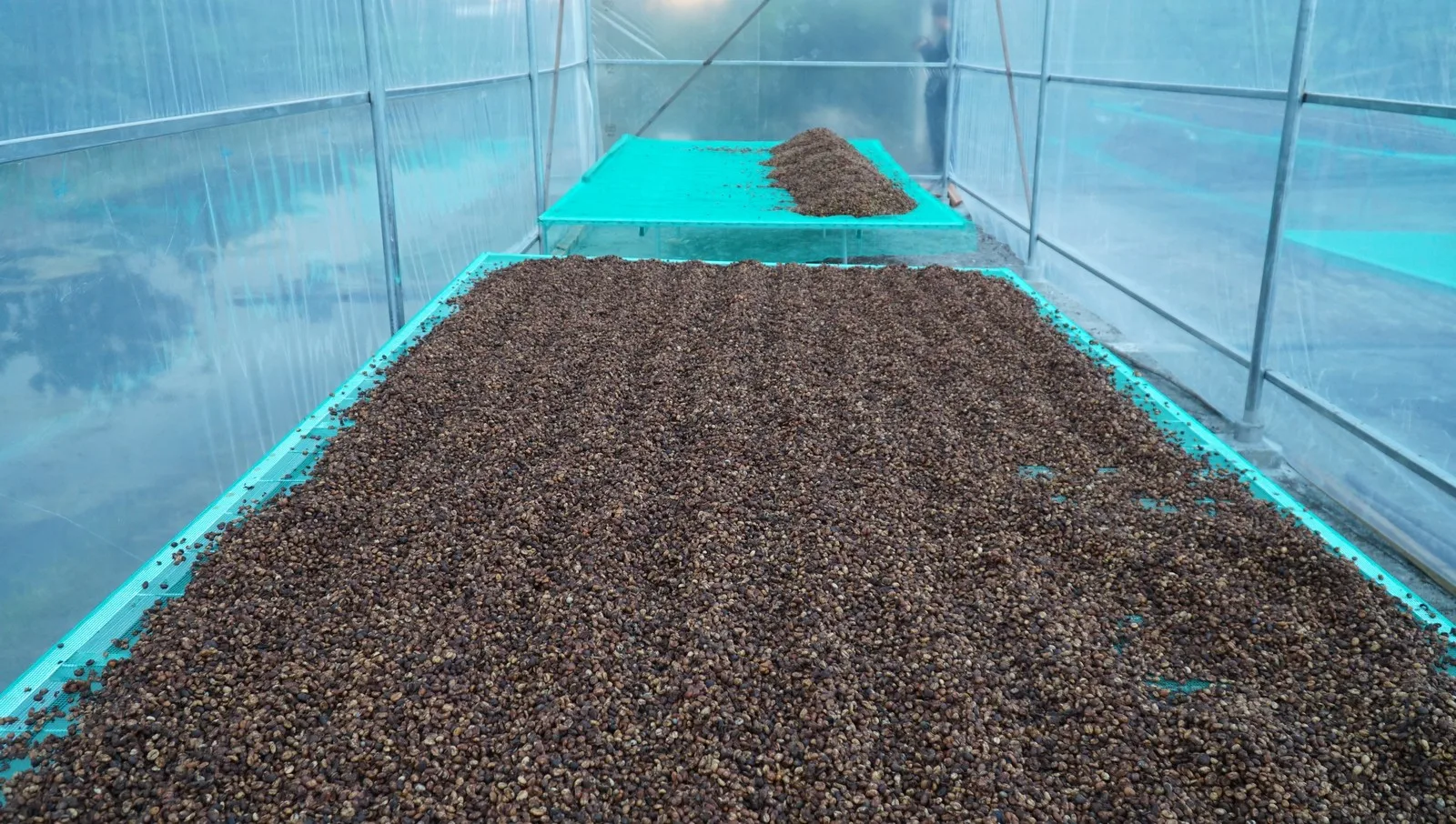 Новый сезон 2021 высококачественные вьетнамские кофейные зерна Robusta Culi S18