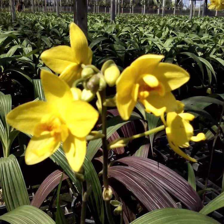 
Ground orchid big yellow 