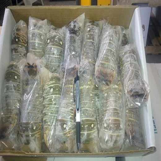  Fresh and frozen Lobster - Live