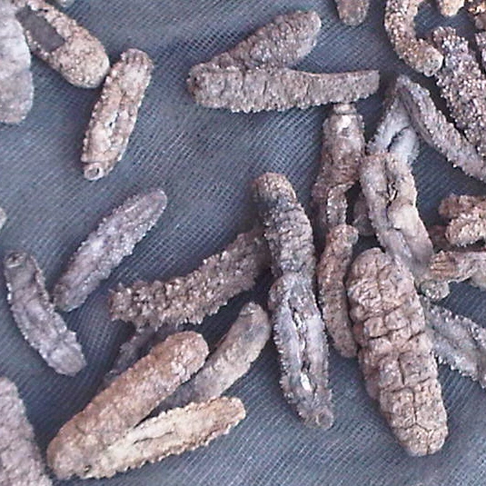 
Морской огурец из Индонезии-хорошая цена и качество 