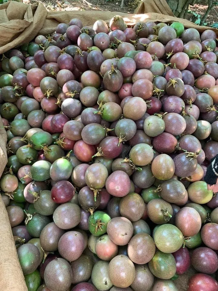 Wholesale FROZEN PASSION FRUIT PULP from Vietnam
