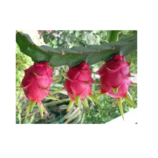 
Best price for fresh pitaya from Vietnam for European market 