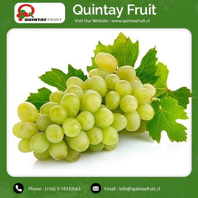 Bulk Supply  Grapes Good Quality Fresh Grape Thompson Exporter of Bulk Thompson Seedless
