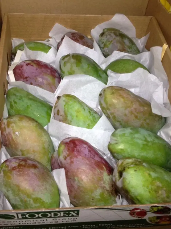 Egyptian Mango for Export 1