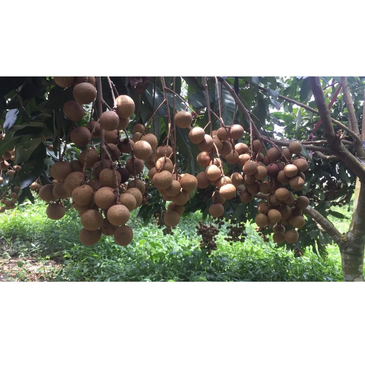 Good Quality Healthy Organic Tropical Thick and Brittle white Fresh Ripe Dimocarpus Longan Fruit exported from Vietnam