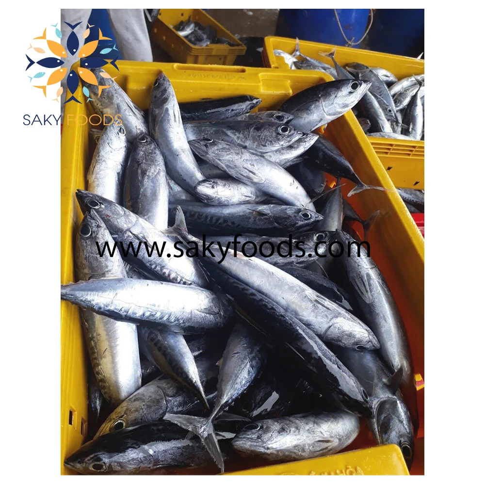 good price frozen bonito tuna