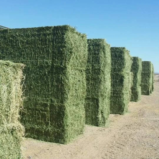 High Quality 100% Alfalfa Hay Bales and Alfalfa Pellets for Animal Feed
