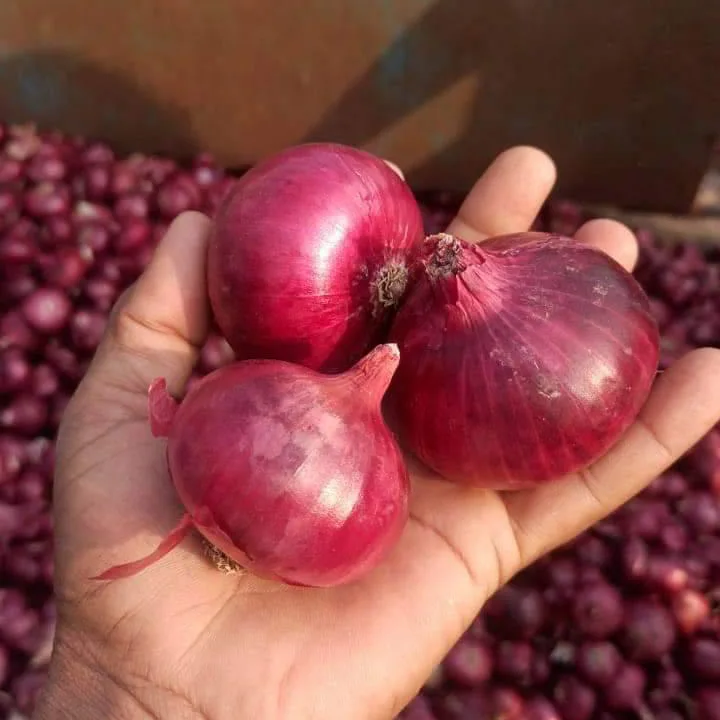Egyptian Fresh Red Onion For Export