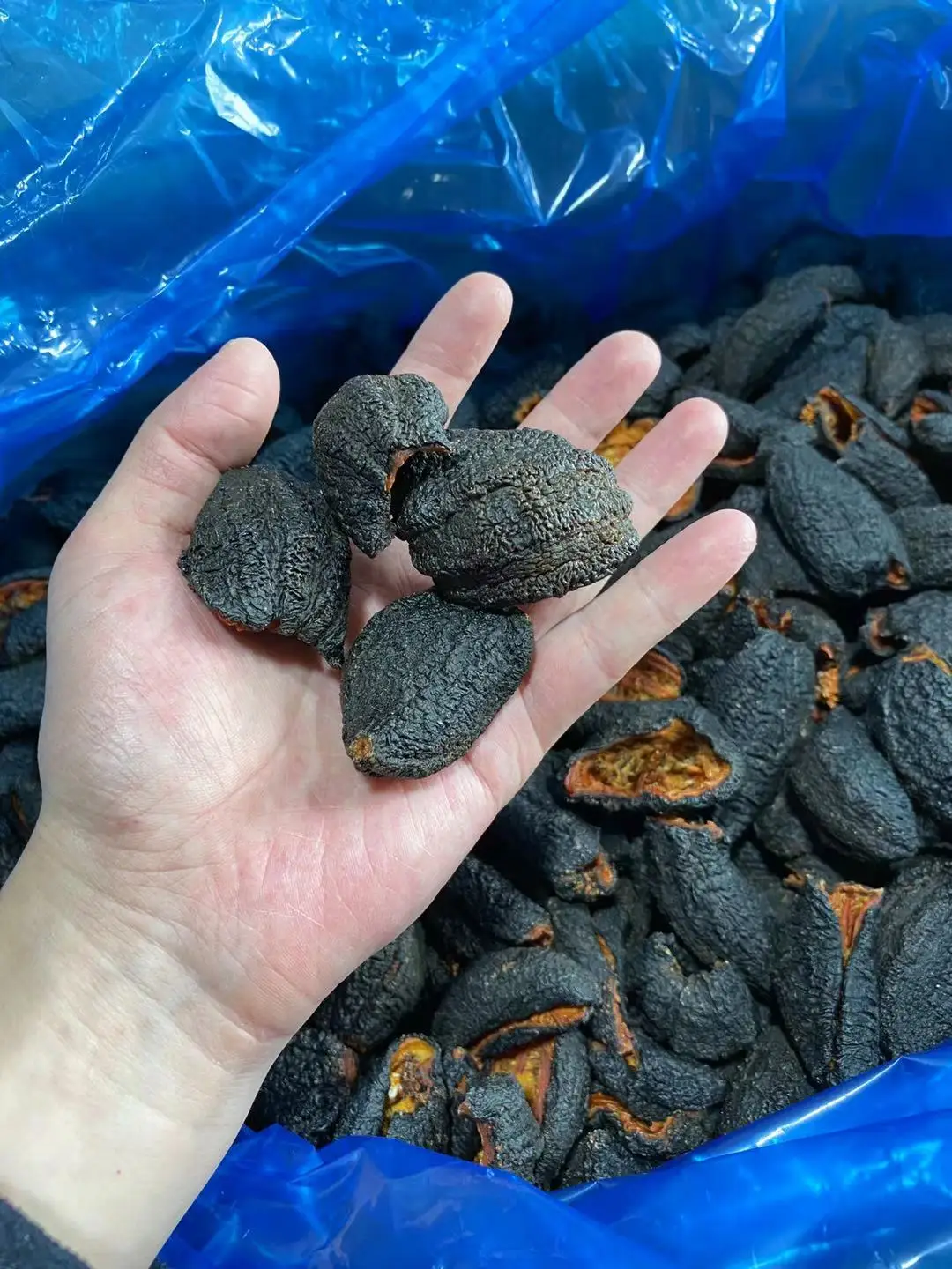  Морской огурец