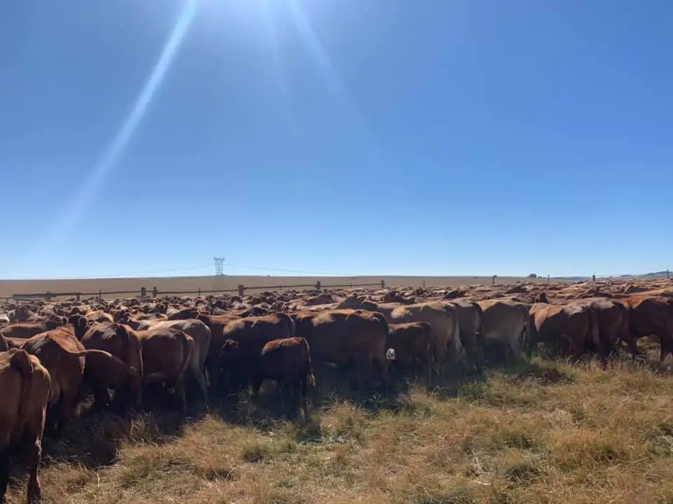 
Live Beef Master cattle For Sale 