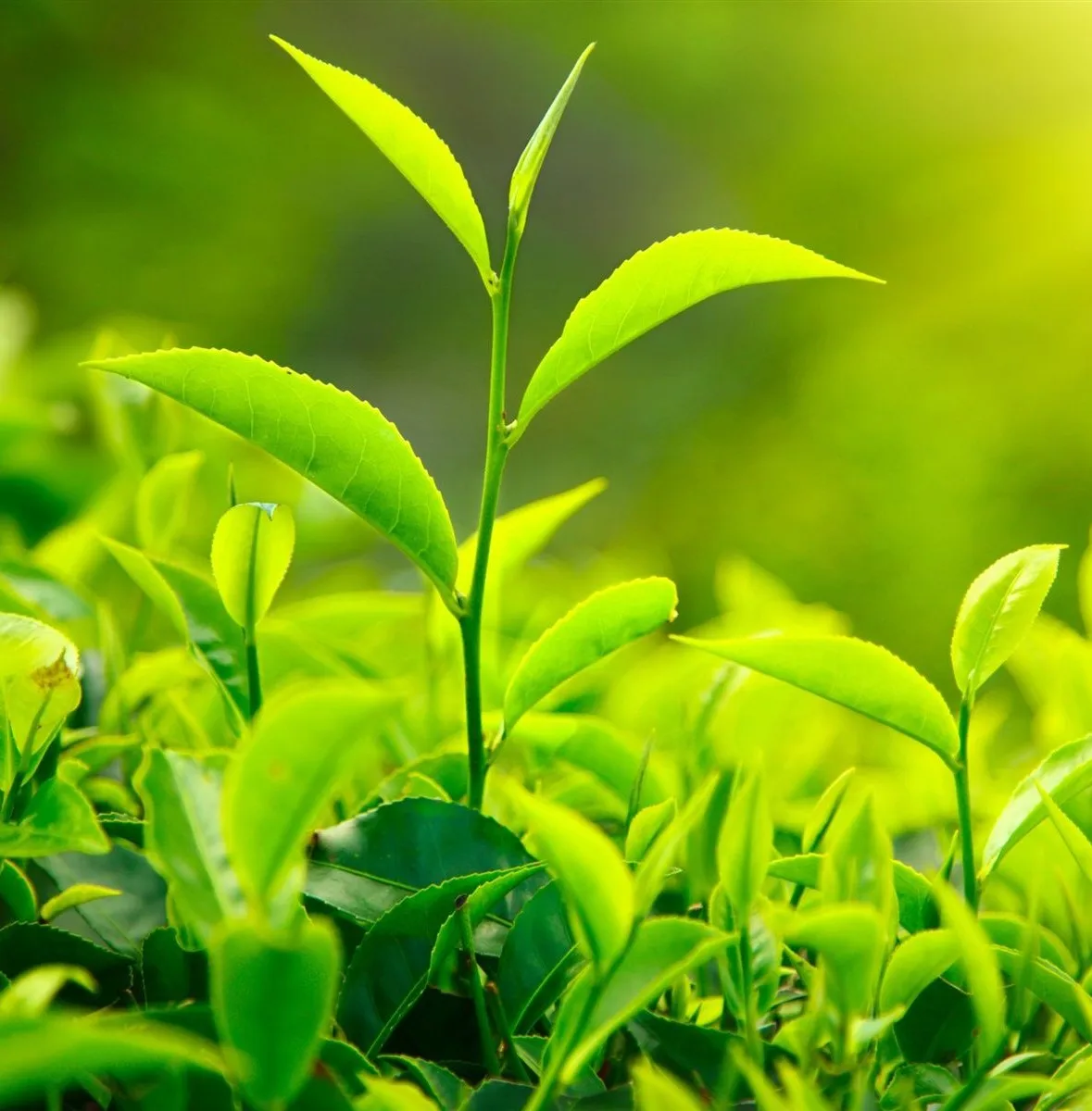 
100% Natural Green Tea Extract Polyphenols 90% by U.V. USP, EU Grade. ISO 22000 (UKAS). WhatsApp +91-7087480008. 