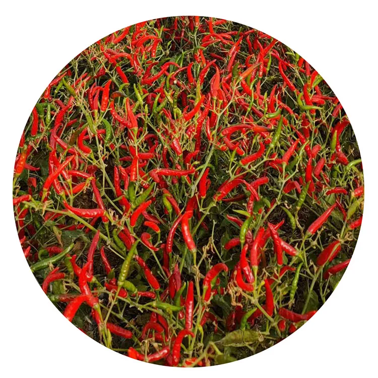 Гибридные семена горячего перца Чили