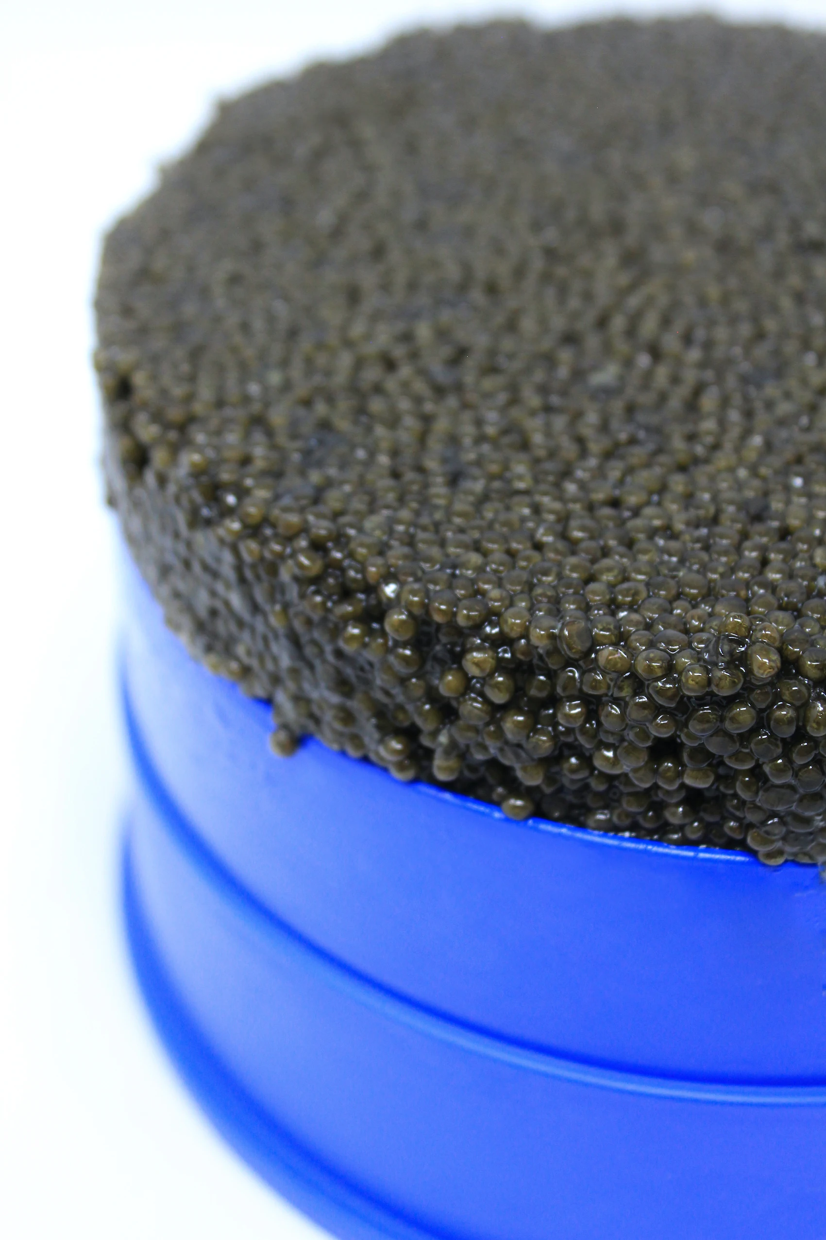 High quality  Malossol Sustainable White Sturgeon Caviar 1800gr Tin