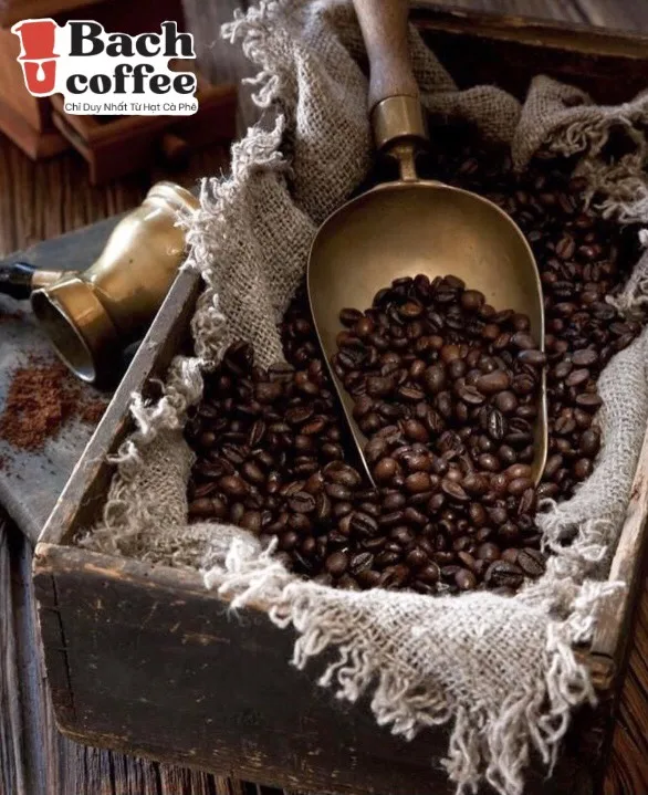 Catimor  Arabica Coffee Roasted Whole Bean Coffee Small Batch Specialty Grade (Chocolate) - 100% pure Catimor coffee beans