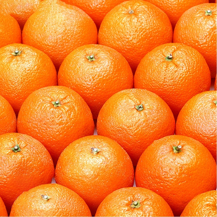 Fresh Pakistani Baby Mandarin Orange Export to Russia