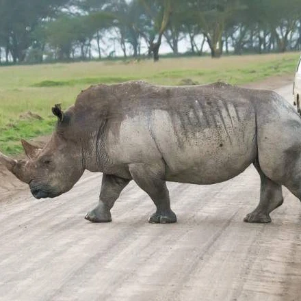 4 DAYS MAGNIFICENT LAKE NAKURU MASAI MARA SAFARI