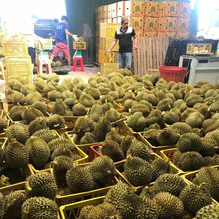 
Vietnam Fresh Durian for exporting with rich vitamin, packaged carefully and standard quality shipping to EU, US, ASIA market 