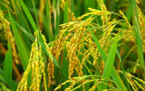 Best Quality Long Grain Aromatic Jasmine Rice From Sunrise Ins Factory  (+84986778999 Mr. David)