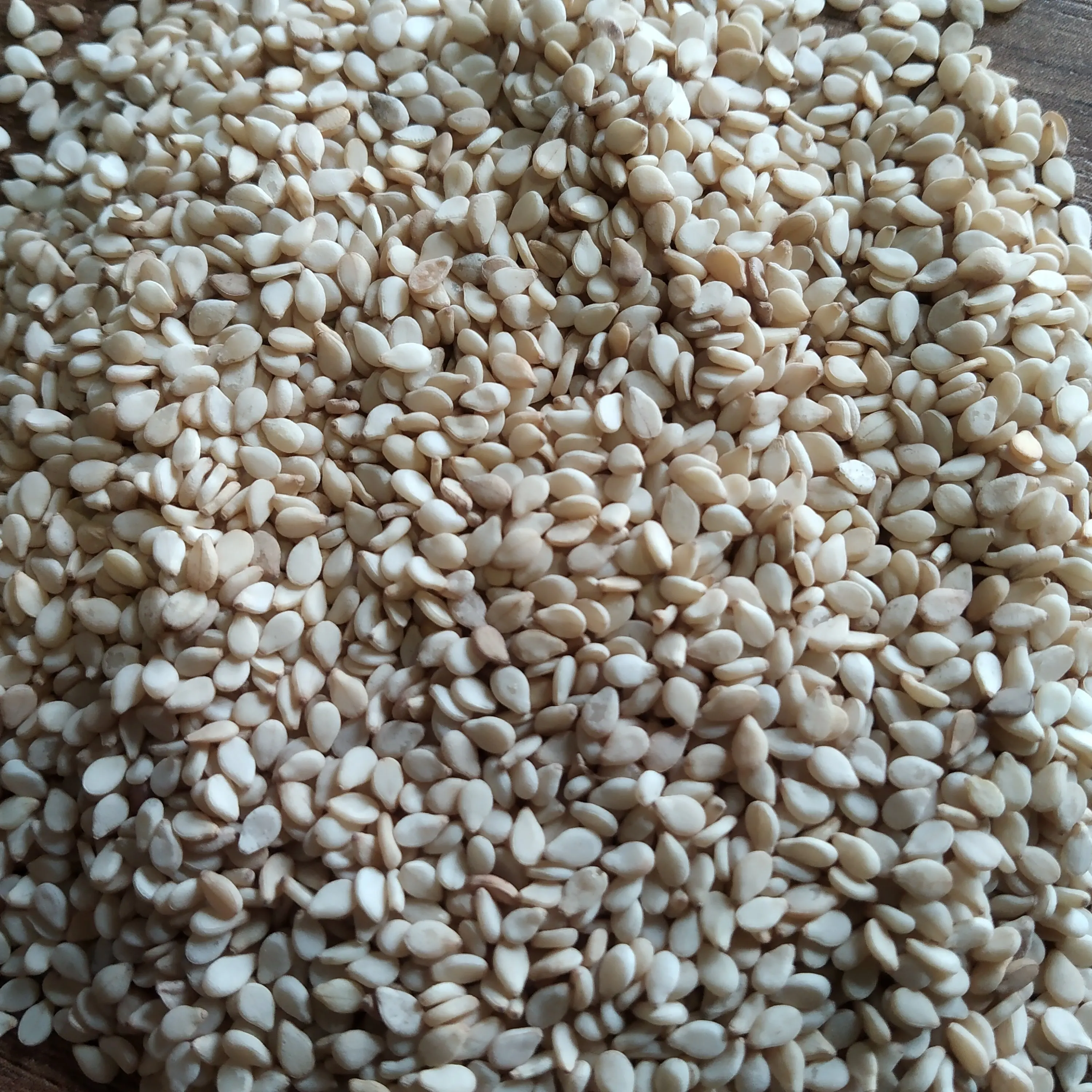 New Crop Natural White Sesame Seeds 99.95% With Packing of PP New Bag At Low Rate Export From India