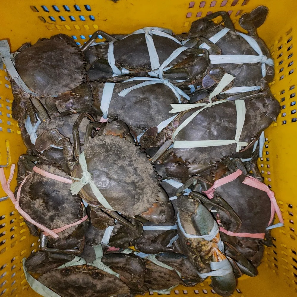 Морепродукты живой Краб/живой грязевой синий краб покупатель и ферма