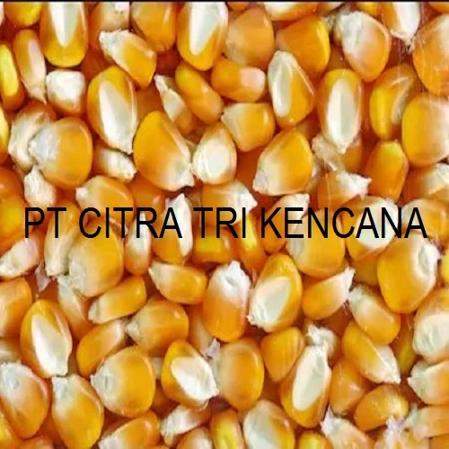 18 % HIGH PROTEIN ALFALFA CORN MAIZE STARCH NON GLUTINOUS ANIMAL FEED COW, PIG, SHEEP, GOAT IN Visakhapatnam INDIA