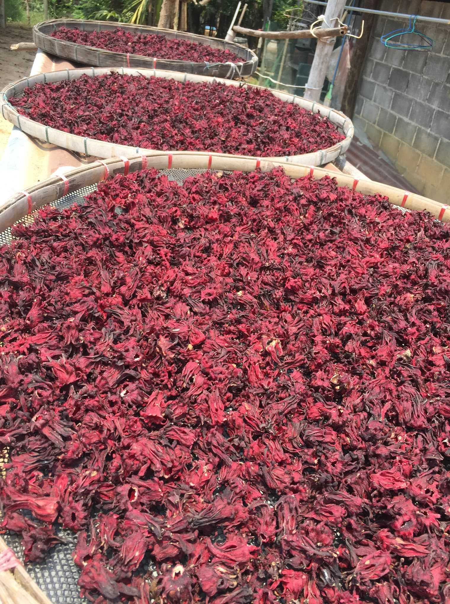 
Organic Dried Roselle From Thailand 