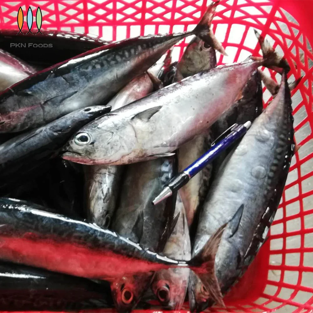 Frozen IQF BLOCK Whole Body Nature Seasonal Auxis Rochei Bonito with 2 Years Shelf Life From Vietnam