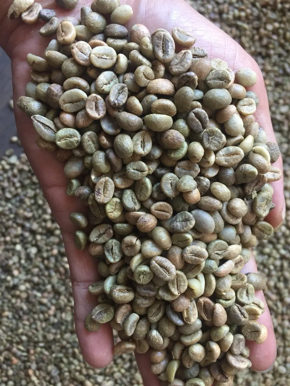 Кофе в зернах робуста