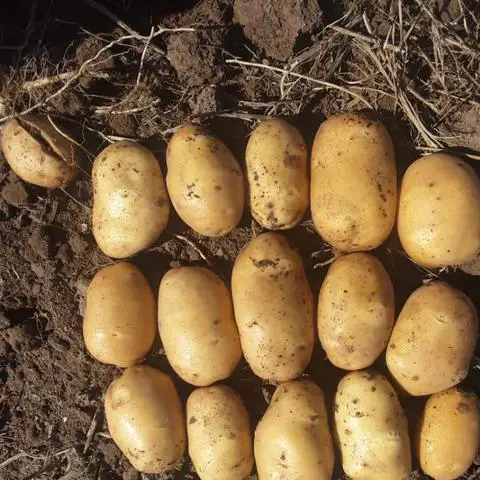 Fresh Agria Potato - Potato for Chips
