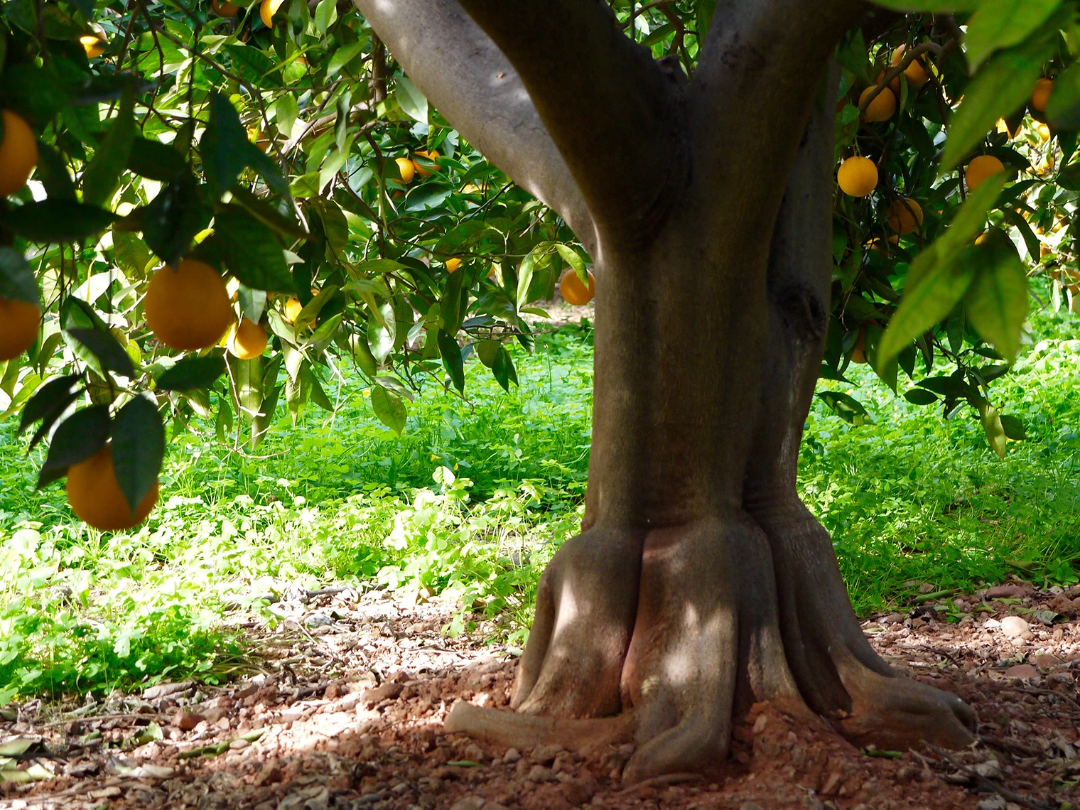 Premium Valencia Late Oranges with leaves. Global Gap Certification Sustainable Agriculture Certfication