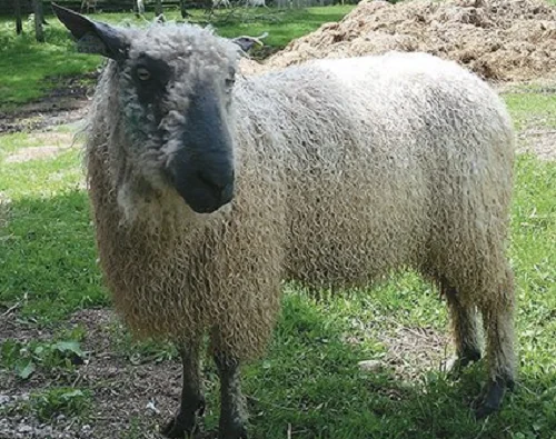 Wensleydale sheep,cow,camel,sheep,goat,ox,bull