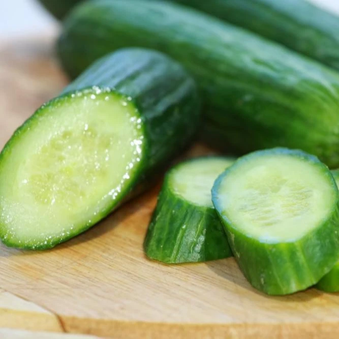 Wholesale Fresh Cucumber For Sale (Lasuco) Packing: 6-10 Kg /Carton