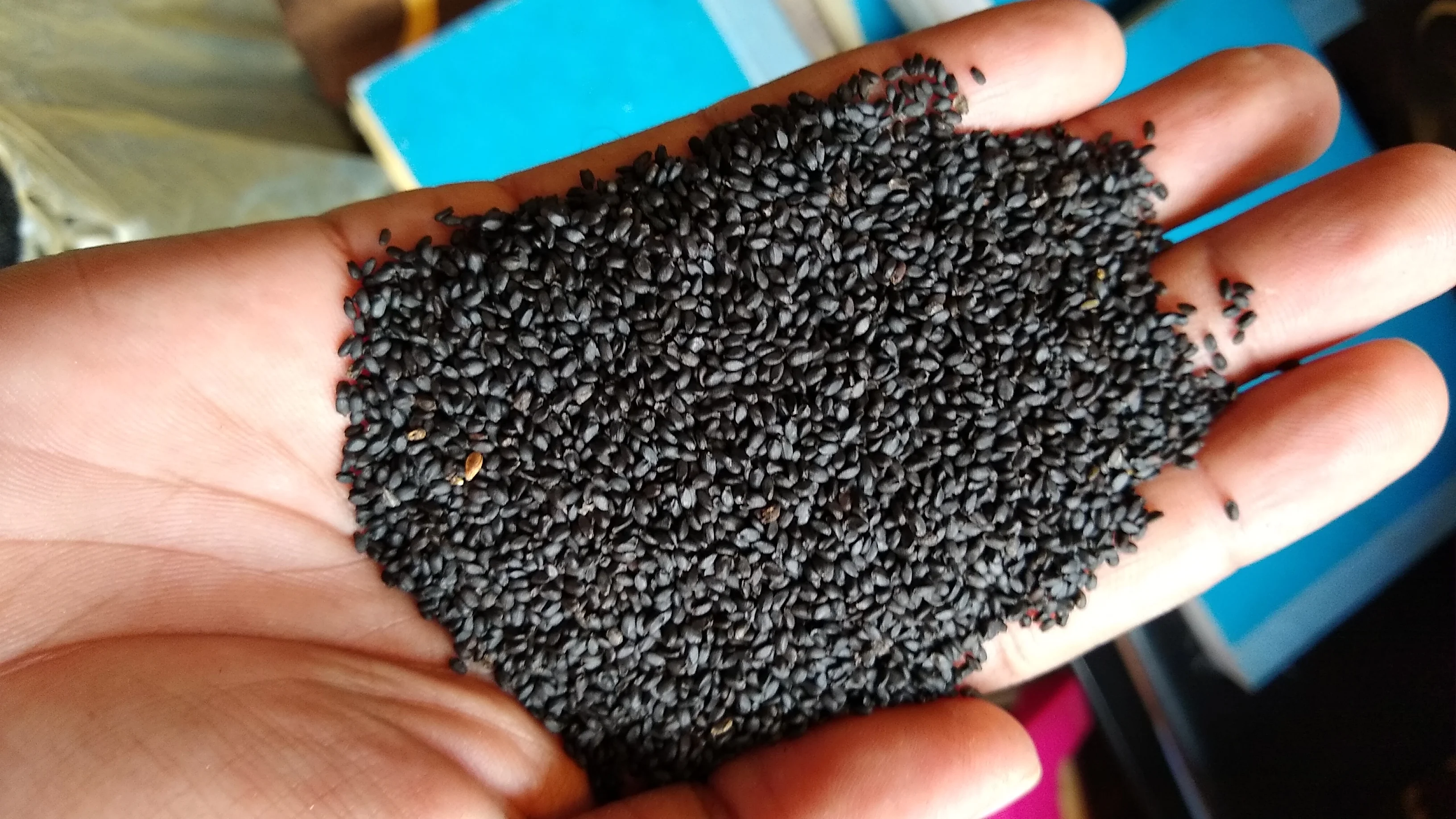 Basil seeds ocimum basilicum