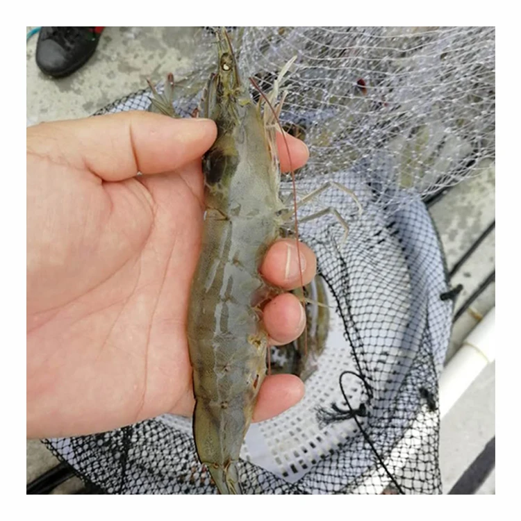 
Seafood Supplier Fresh White Shrimp or Raw Prawn 