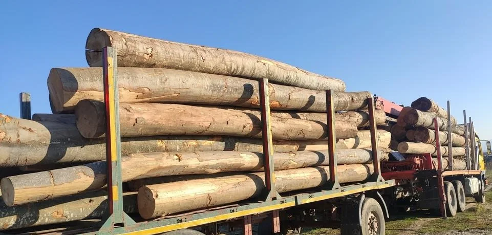 European Beech Log and Lumbers for sale
