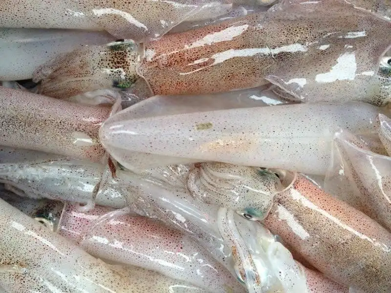 Best Price Fresh and Natural Frozen Seafood 500gr in PE bag Squid With OCOP Certification Fom Vietnam