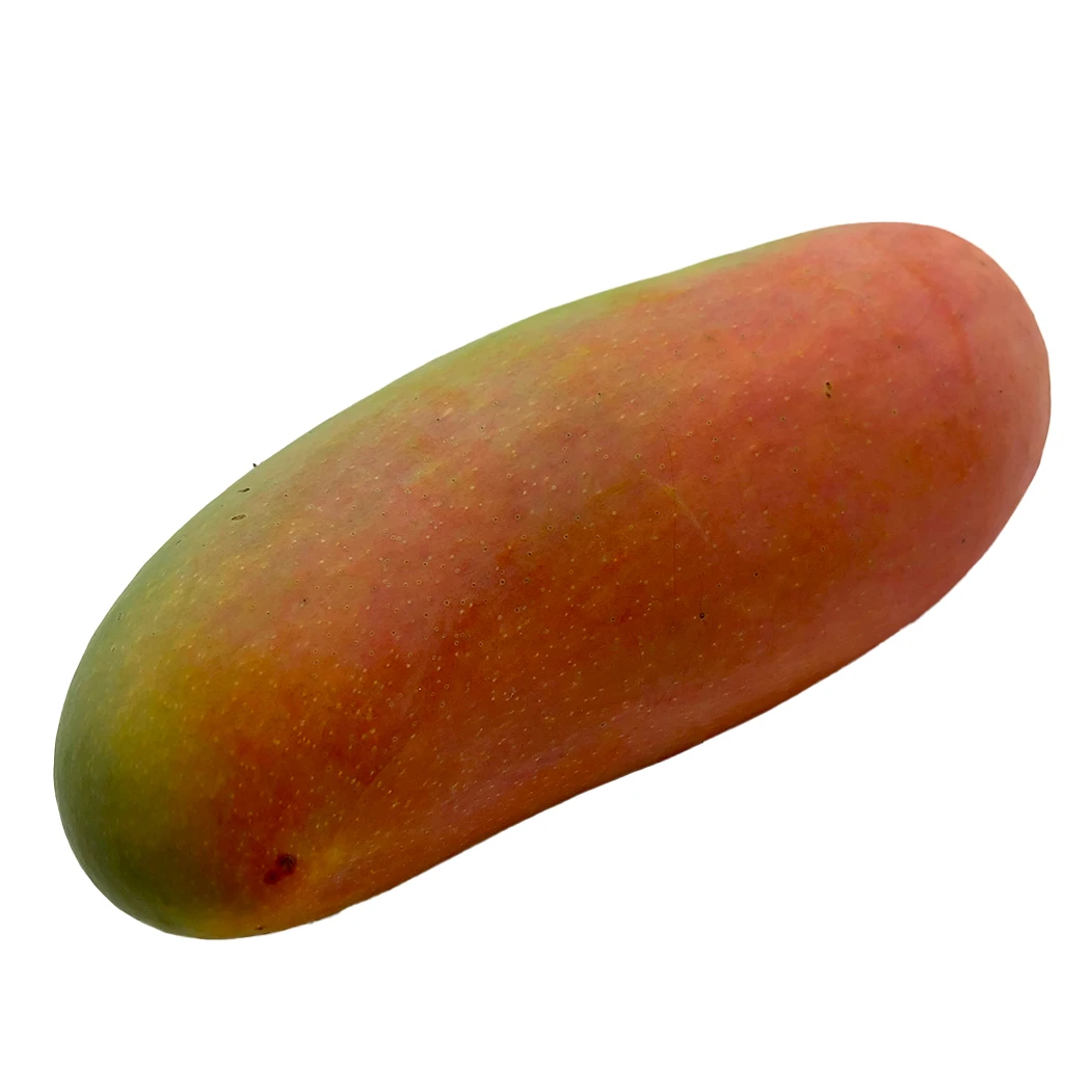 Competitive Price High Quality Imported Grade Fresh Mangos Fruit Box Packing Top Selecting from Thailand Mahachanok Mangoes