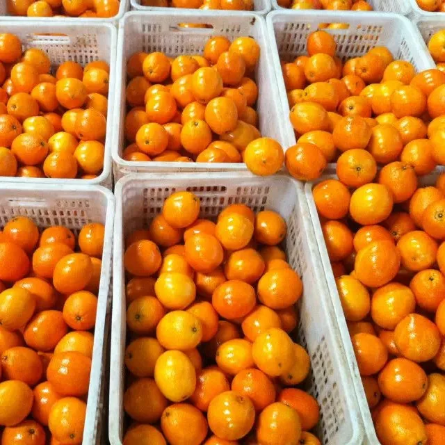 Оптовая продажа сезонный свежий мандарин Satsuma для продажи