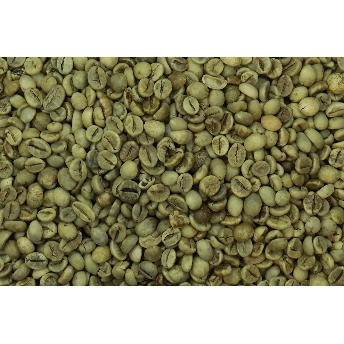 Самый высокий турецкий жареный цельный необработанный кофе 100% Robusta для экспорта