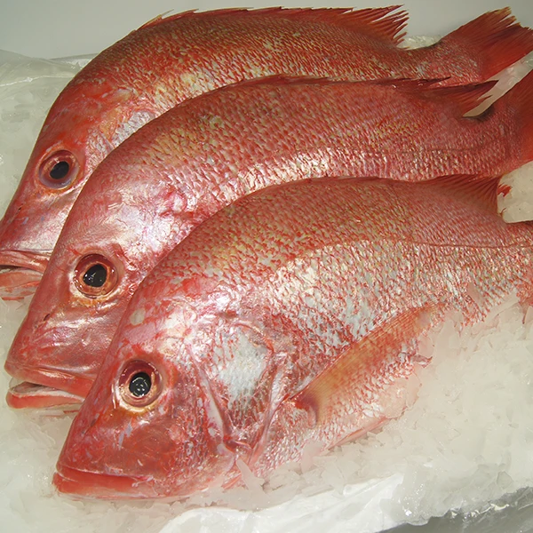 FROZEN  RED SNAPPER WHOLE /GILLED/GUTTED FOR SALE  AT PREMIUM QUALITY FISH EXPORTER OF INDIA