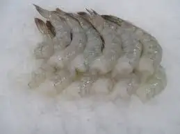 Factory Direct Sale Vannamei Shrimp PD from Vietnam