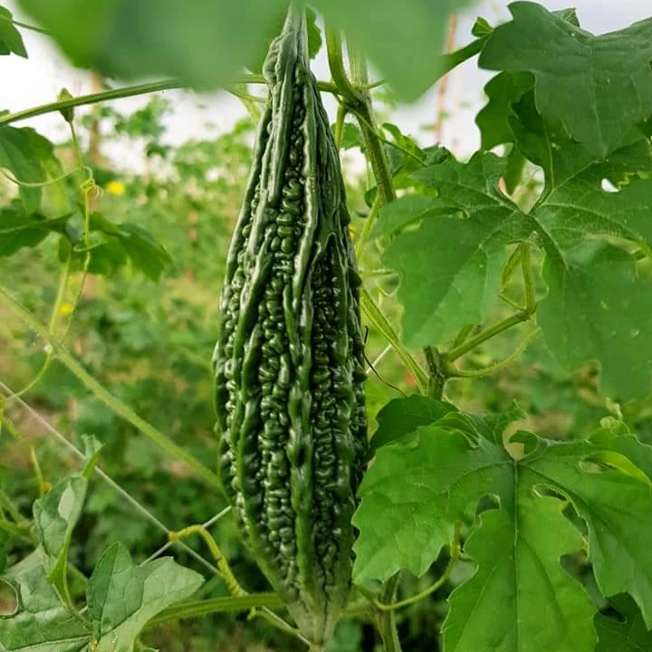 
Supply High Quality Bitter Melon Seeds/Bitter Gourd Seeds For Cultivation Ready to Ship 