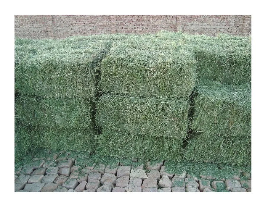 Animal Feed Supplier/ Grade Premium Alfalfa Hay Bales For Sale