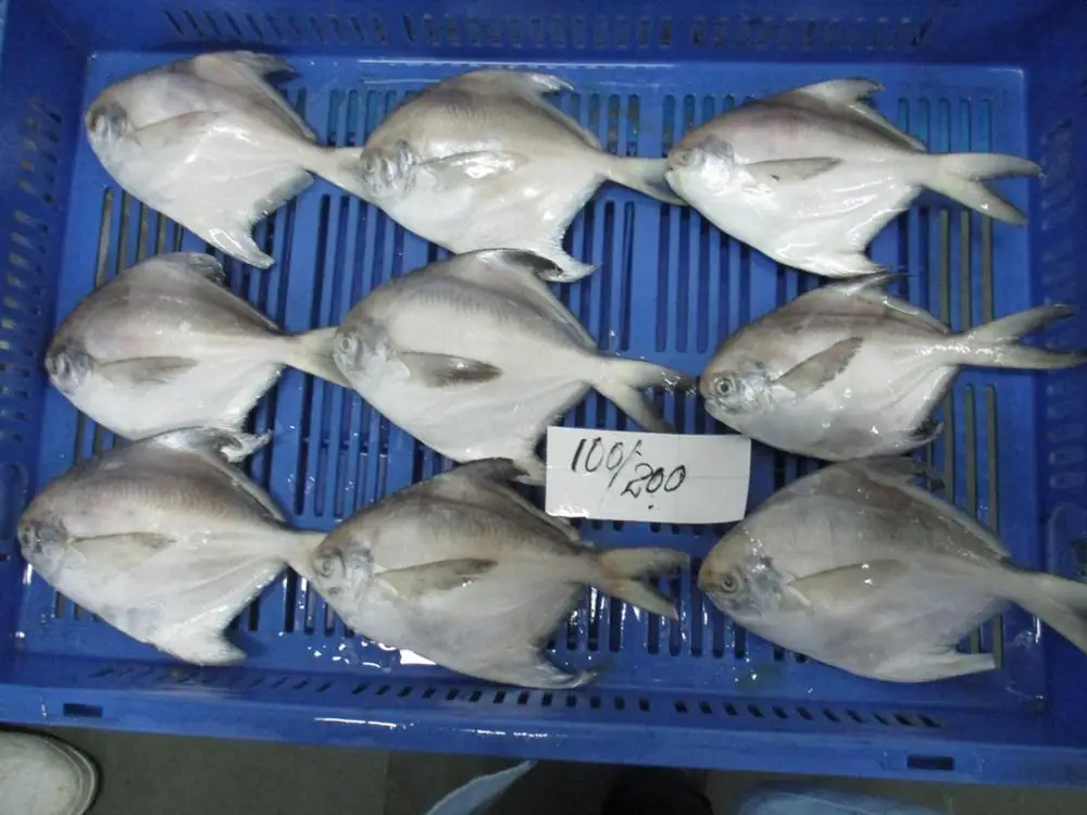 WHITE/SILVER POMFRET