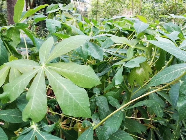 Листья замороженной кассавы хорошая цена на продажу высокое качество мистер Томас + 84961478592